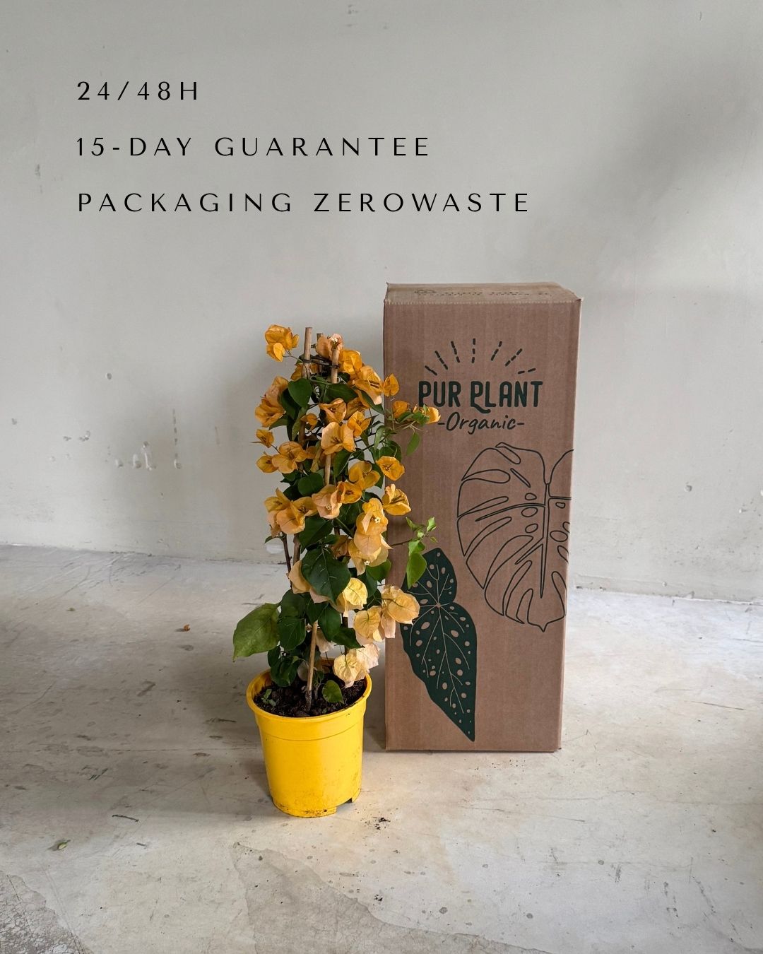 buganvilla-amarilla-L-packaging
