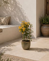 Buganvilla Amarilla- Bougainvillea M