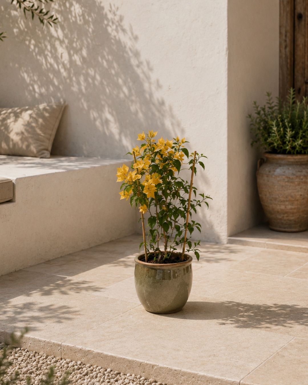 Buganvilla Amarilla- Bougainvillea M