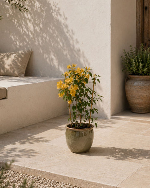 Buganvilla Naranja- Bougainvillea M