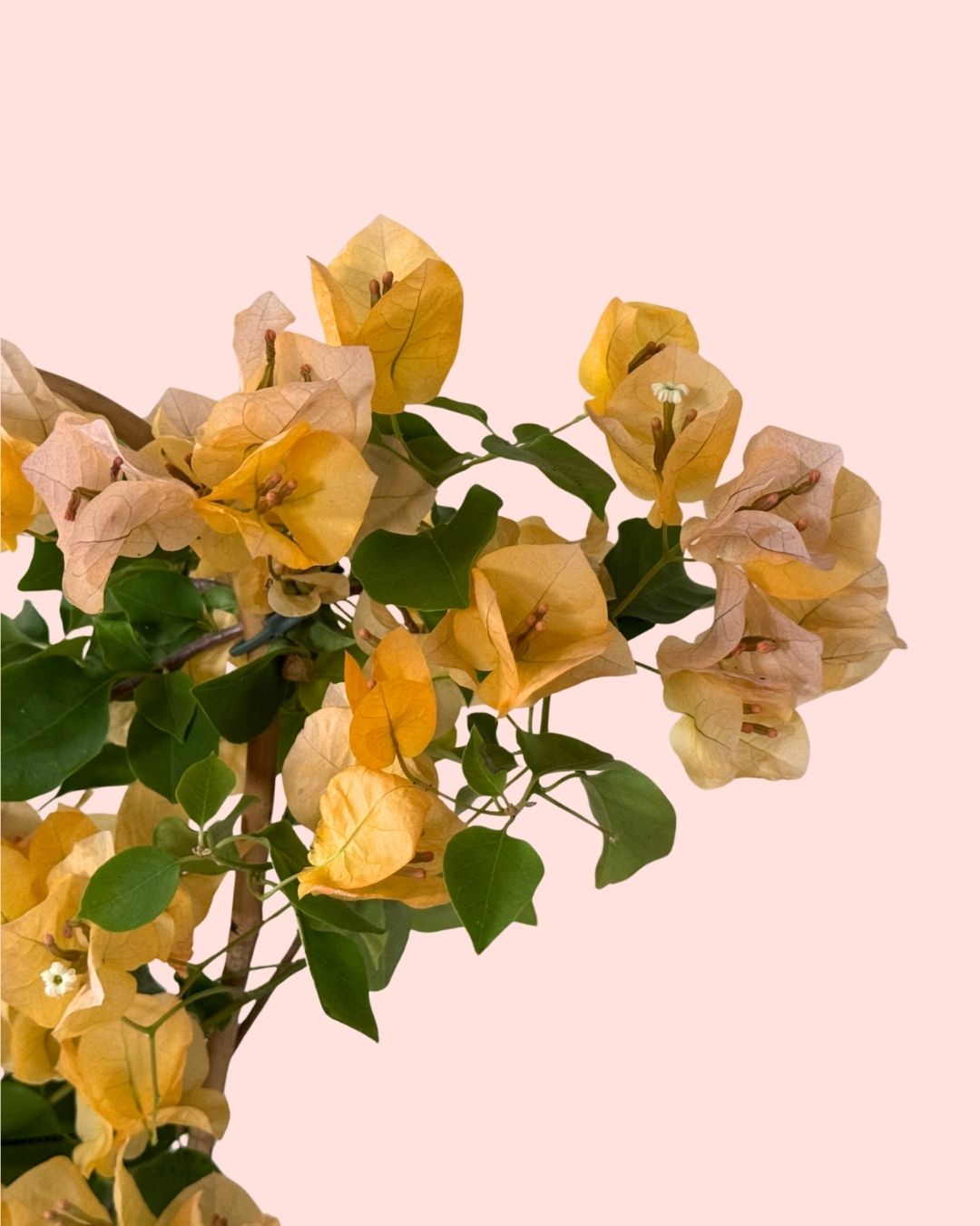 Buganvilla Amarilla- Bougainvillea M