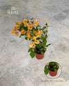 Buganvilla Amarilla- Bougainvillea M