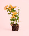 Buganvilla Amarilla- Bougainvillea M