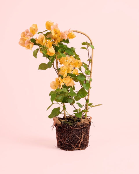 Buganvilla Naranja- Bougainvillea M