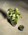 Buganvilla Blanca - Bougainvillea M - Pur Plant