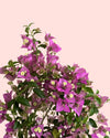 Buganvilla Morada- Bougainvillea L