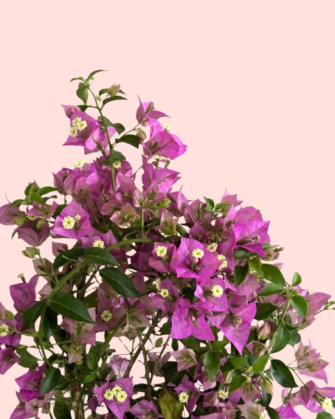 Buganvilla Morada- Bougainvillea L