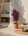 Buganvilla Morada- Bougainvillea L