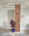 Buganvilla Morada- Bougainvillea L