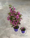 Buganvilla Morada- Bougainvillea L