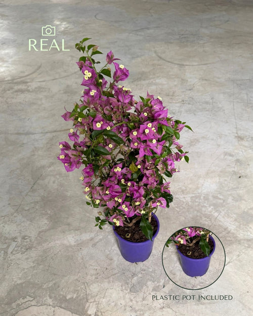 Buganvilla Morada- Bougainvillea L