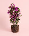 Buganvilla Morada- Bougainvillea L