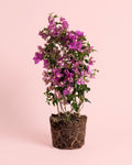 Buganvilla Morada- Bougainvillea L