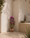 Buganvilla Morada- Bougainvillea M