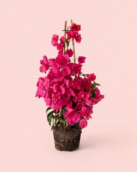 Buganvilla Rosa - Bougainvillea L