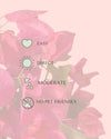 Buganvilla Rosa - Bougainvillea M - Pur Plant