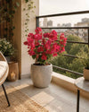 Buganvilla Rosa - Bougainvillea M - Pur Plant