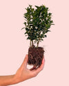 buxus_arbusto_mano