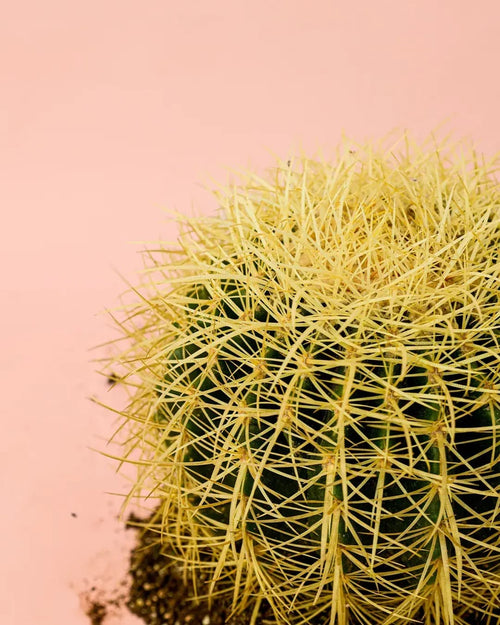 Cactus Asiento de Suegra - Pur Plant