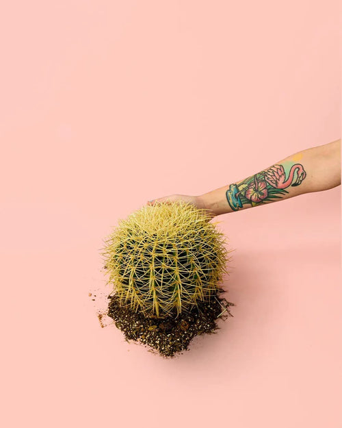 Cactus Asiento de Suegra - Pur Plant