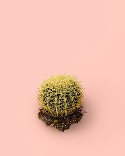 Cactus Asiento de Suegra - Pur Plant