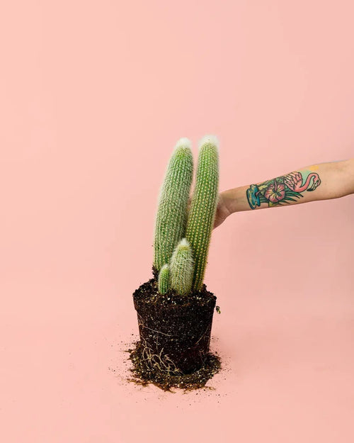 Cactus Cleistocactus Strausii M - Pur Plant