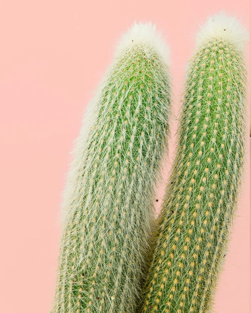 Cactus Cleistocactus Strausii M - Pur Plant