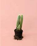 Cactus Cleistocactus Strausii M