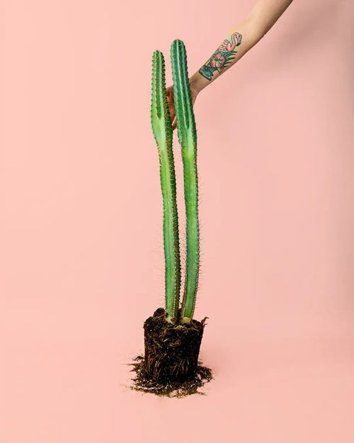 Cactus Columnar M - Pur Plant