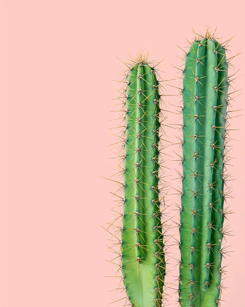 Cactus Columnar M - Pur Plant