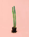 Cactus Columnar M