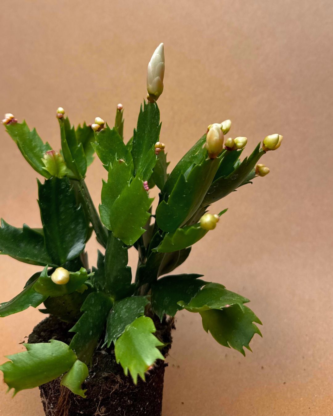 Cactus de Navidad Blanco Mini - Pur Plant