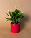 Cactus de Navidad Blanco Mini - Pur Plant