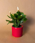 Cactus de Navidad Blanco Mini