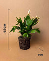Cactus de Navidad Blanco Mini - Pur Plant