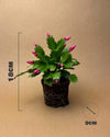 Cactus de Navidad Rosa Mini - Pur Plant