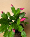 Cactus de Navidad Rosa Mini - Pur Plant