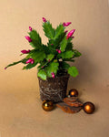 Cactus de Navidad Rosa Mini
