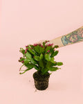 Cactus de Navidad Rosa Mini