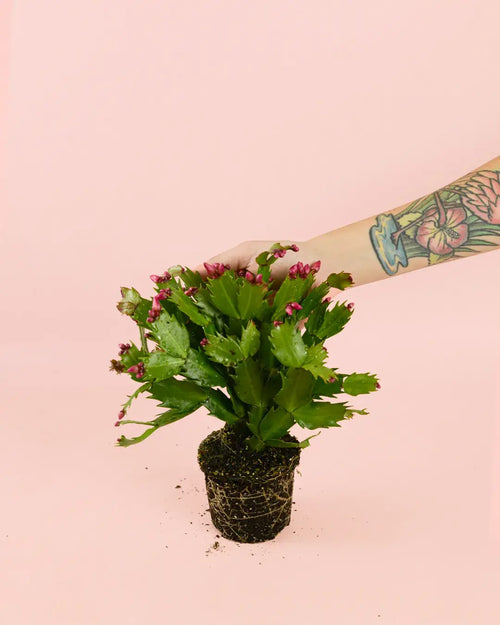 cactus-de-navidad-rosado