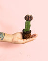 Cactus Gymnocalycium Japan Dark Mini - Pur Plant