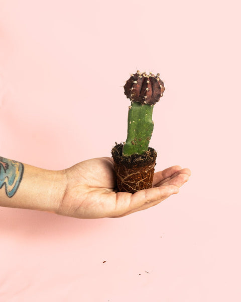 Cactus Gymnocalycium Japan Dark Mini