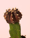 Cactus Gymnocalycium Japan Dark Mini - Pur Plant