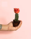 Cactus Gymnocalycium Japan Pink Mini - Pur Plant