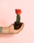 Cactus Gymnocalycium Japan Pink Mini