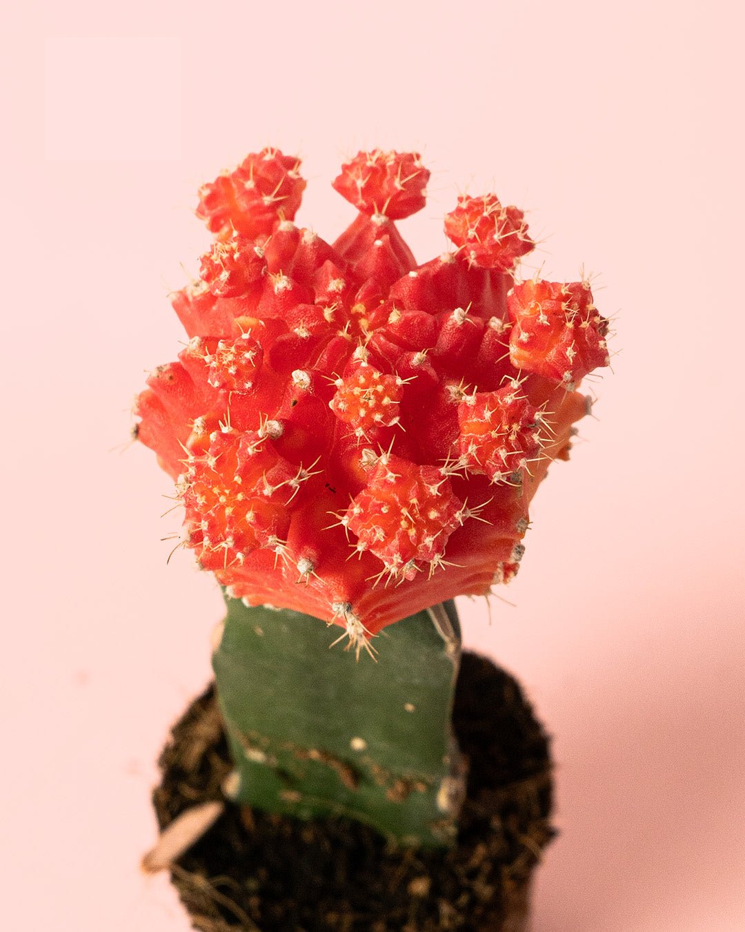 Cactus Gymnocalycium Japan Pink Mini - Pur Plant