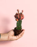 Cactus Gymnocalycium Japan Variegada Mini