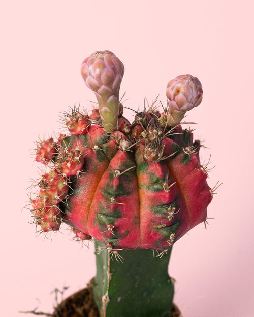 Cactus Gymnocalycium Japan Variegada Mini - Pur Plant