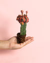 Cactus Gymnocalycium Japan Variegada Mini - Pur Plant