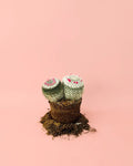Cactus Mammillaria Alba M